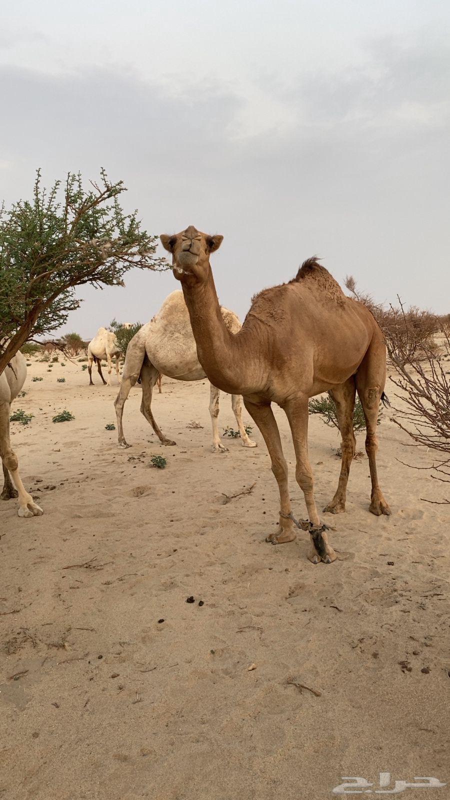 للبيع ناقه حمرا طيبه64558169801090110