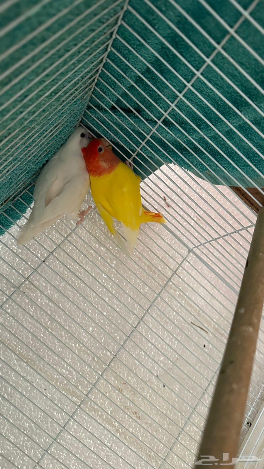 زوجين كروان و زوج روز64559210367874110