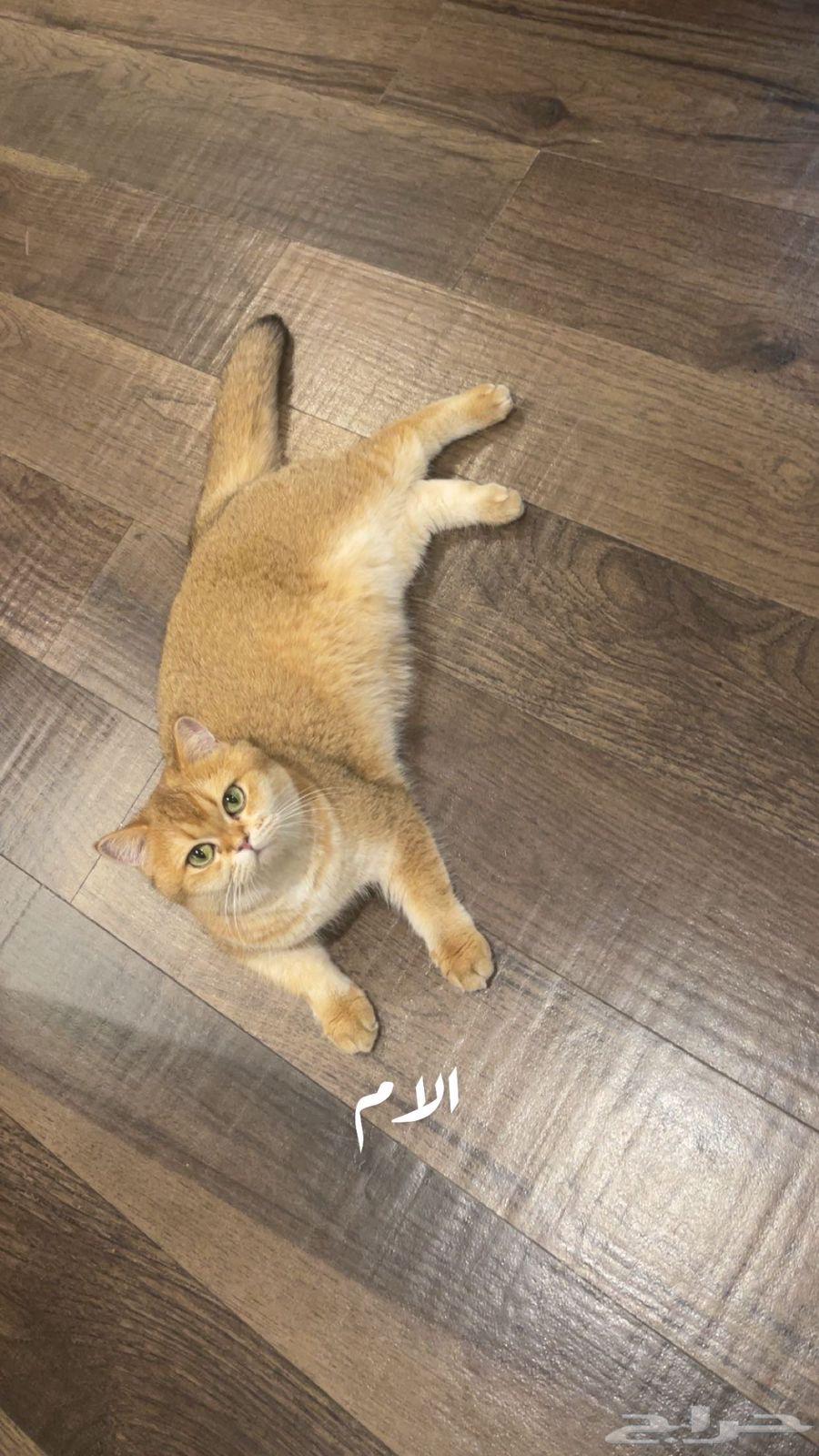 انثى و ذكر سكوتش للبيع قولد فولد و ستريت64553935583745110