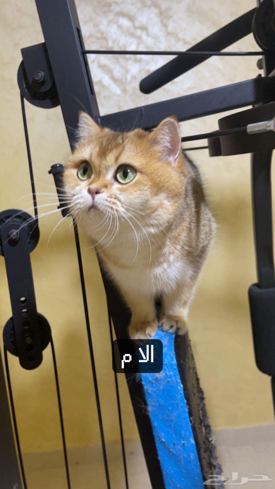 انثى و ذكر سكوتش للبيع قولد فولد و ستريت64553935583745112