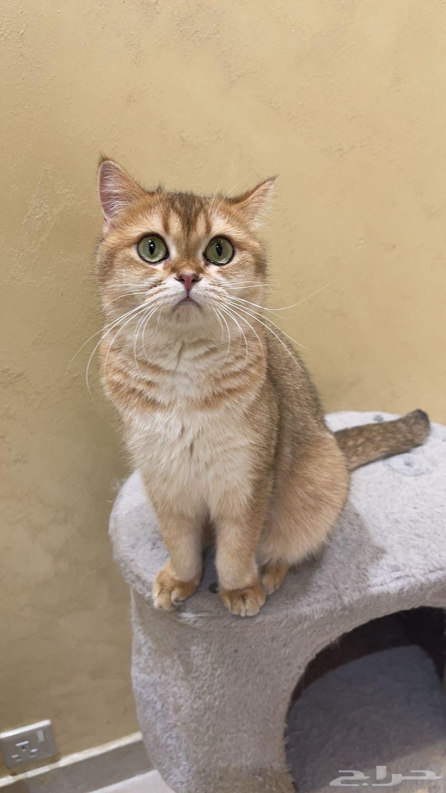 انثى و ذكر سكوتش للبيع قولد فولد و ستريت64553935583745114