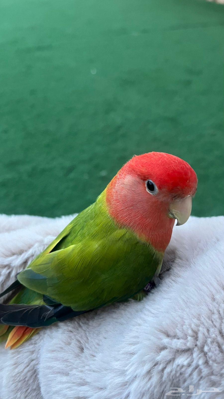 طائر روز محجل64562529941763110