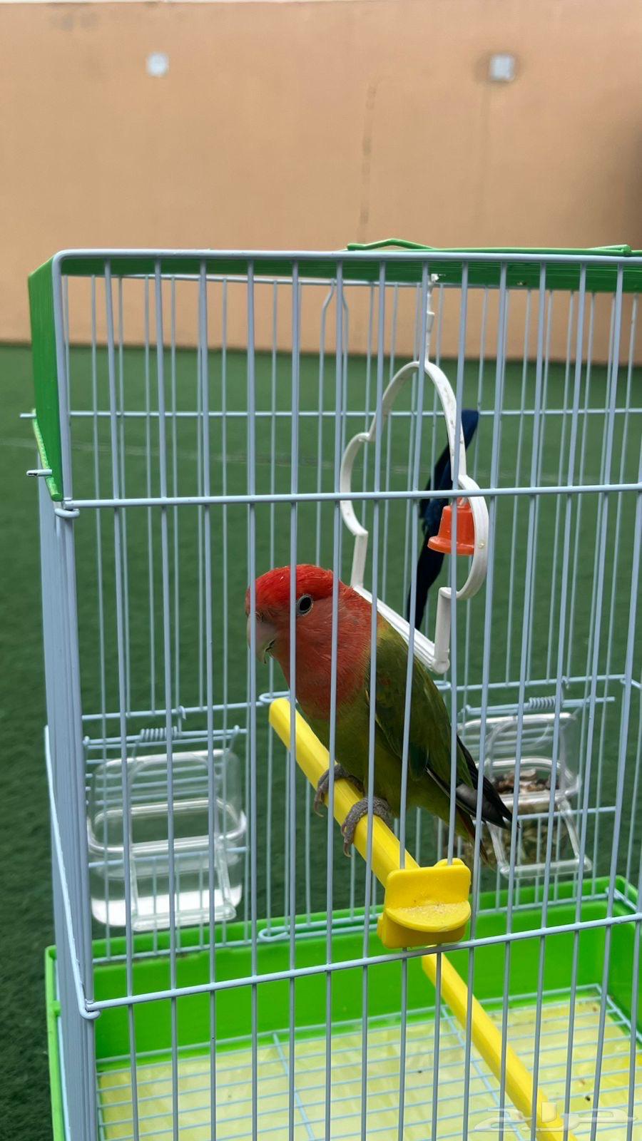 طائر روز محجل64562529941763111