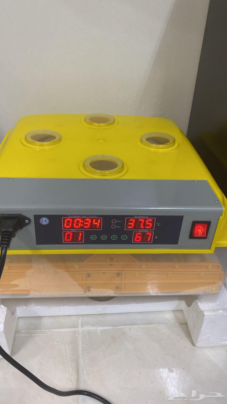 فقاصة صينية 48 بيضة64557545075969110