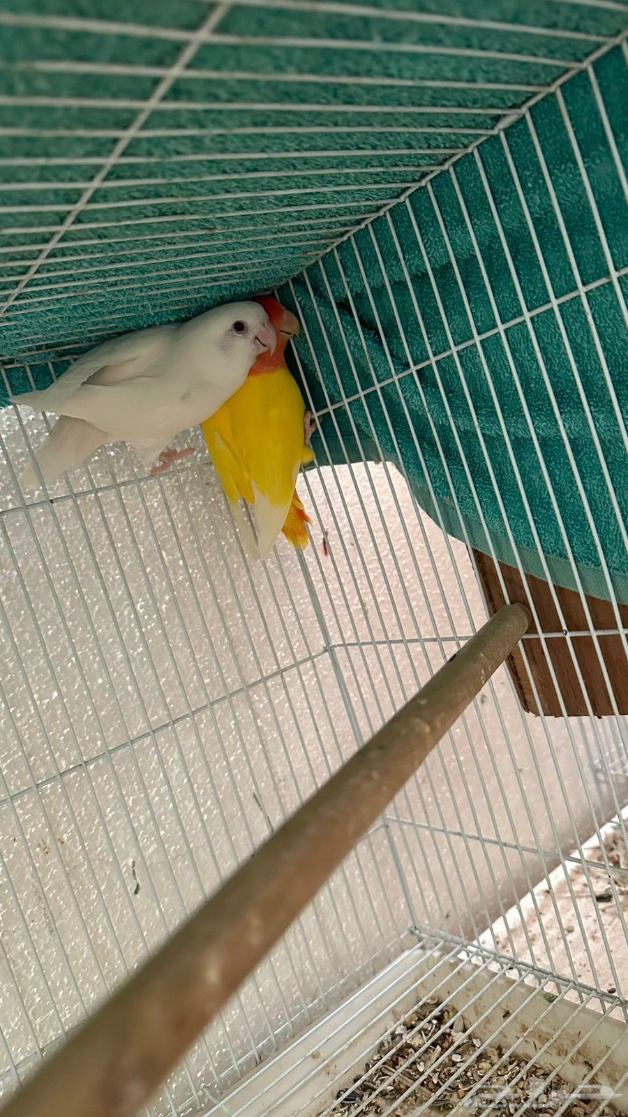 زوجين كروان و زوج روز64559210367874111