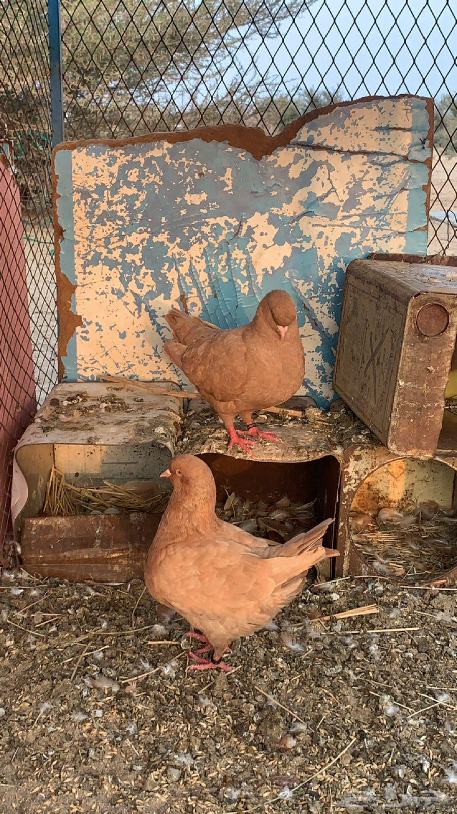 حمام كنق زوجين للبيع64561179979265111