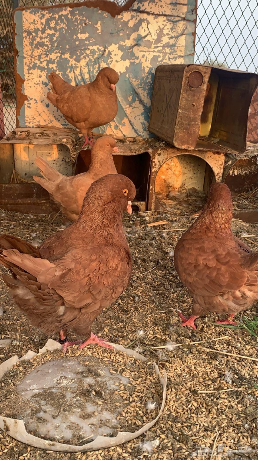 حمام كنق زوجين للبيع64561179979265110