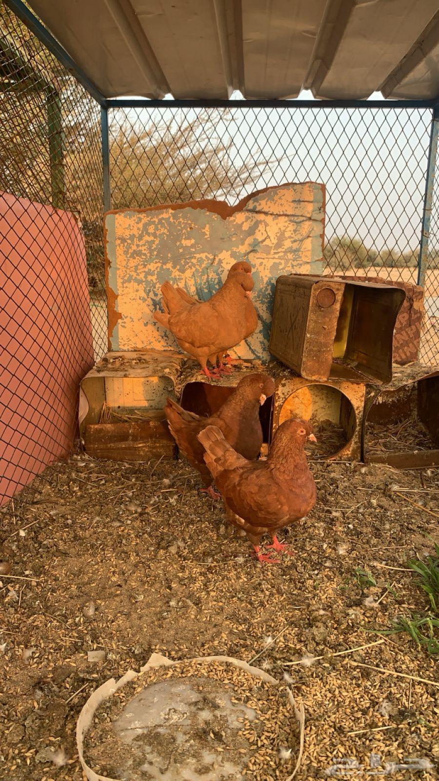 حمام كنق زوجين للبيع64561179979265114