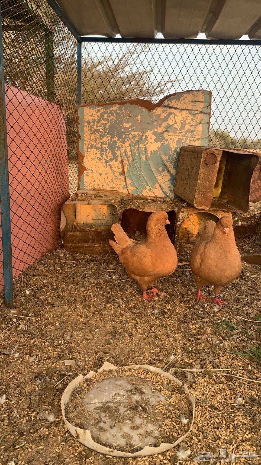 حمام كنق زوجين للبيع64561179979265112