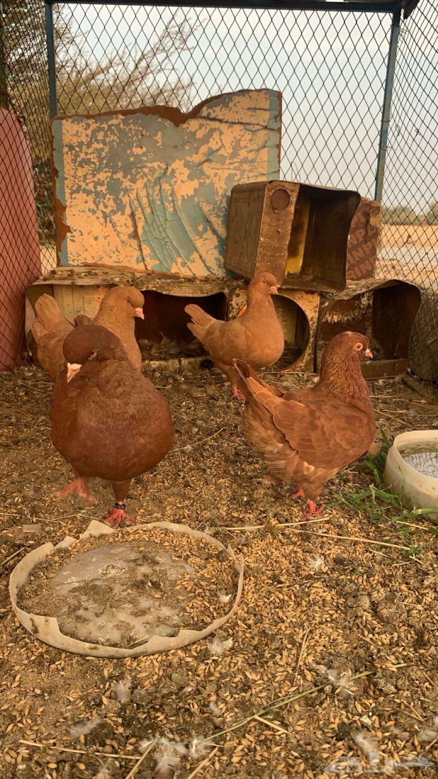 حمام كنق زوجين للبيع64561179979265113