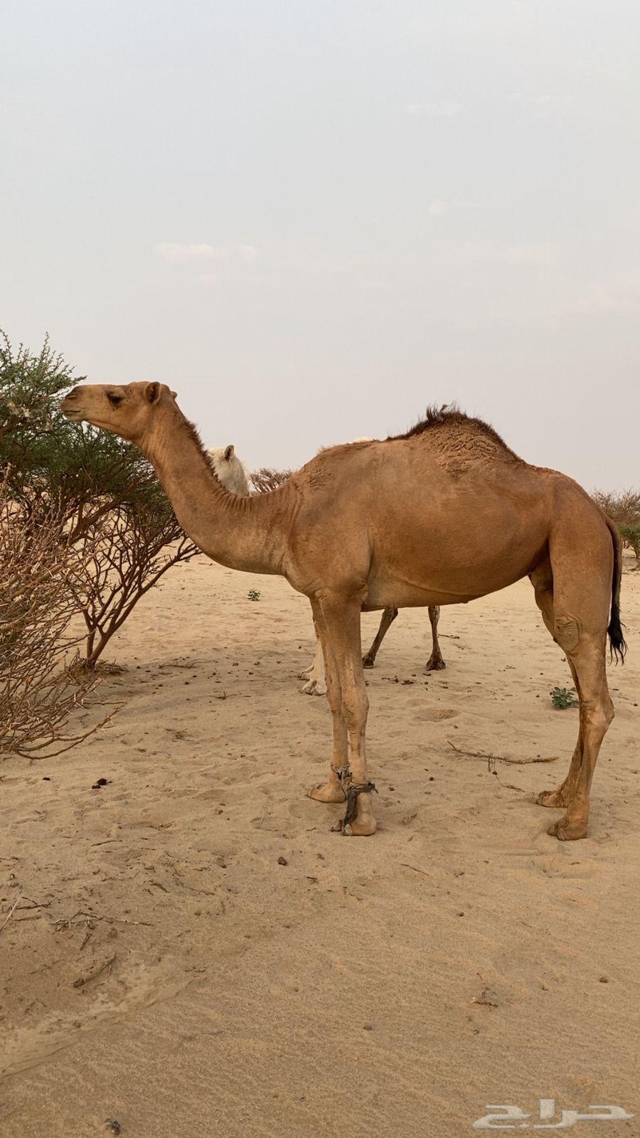 للبيع ناقه حمرا طيبه64558169801090111