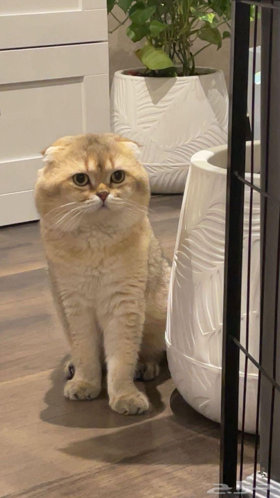 انثى و ذكر سكوتش للبيع قولد فولد و ستريت64553935583745113