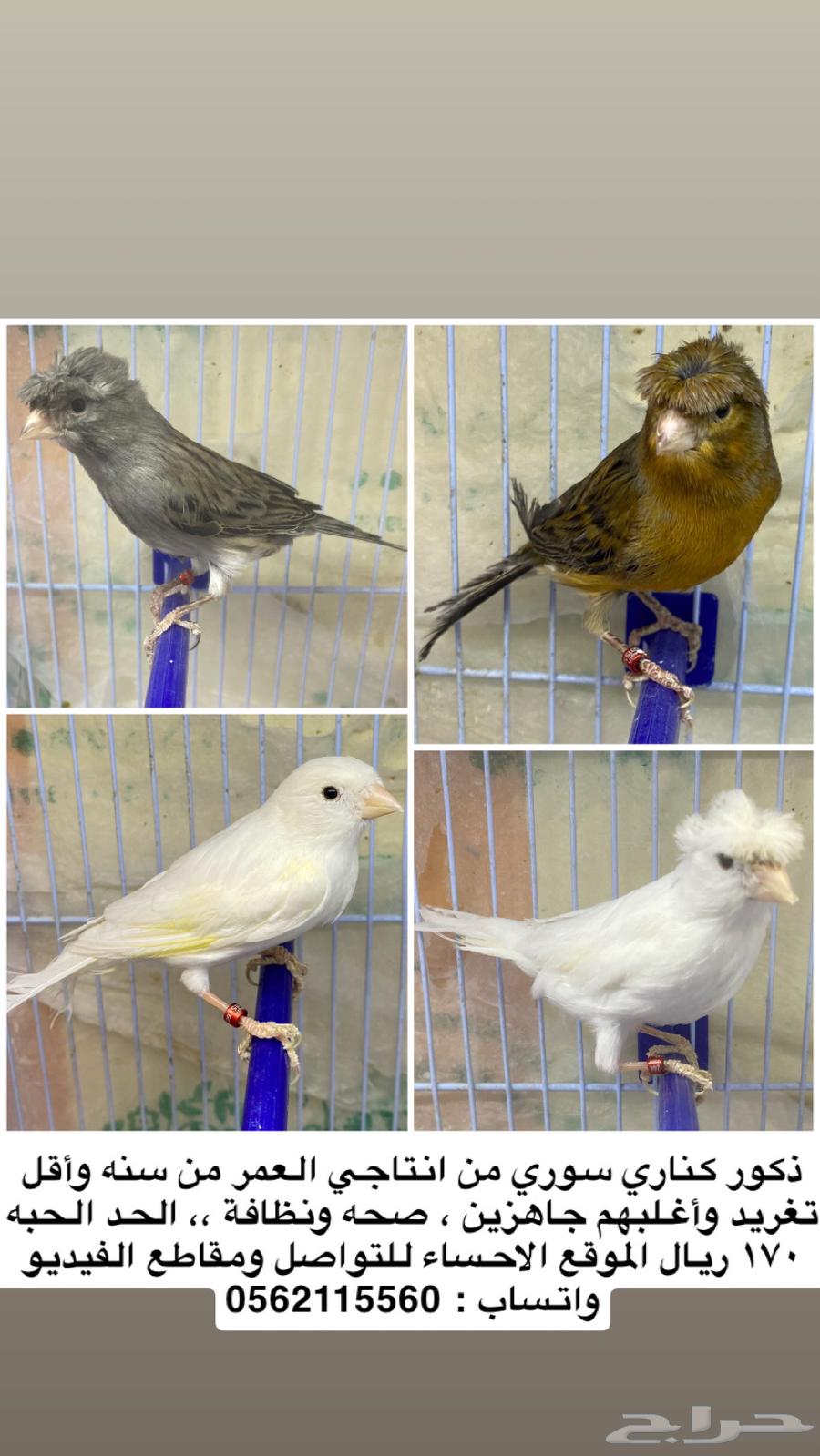 كناري (تم البيع تم البيع)64560066846081110
