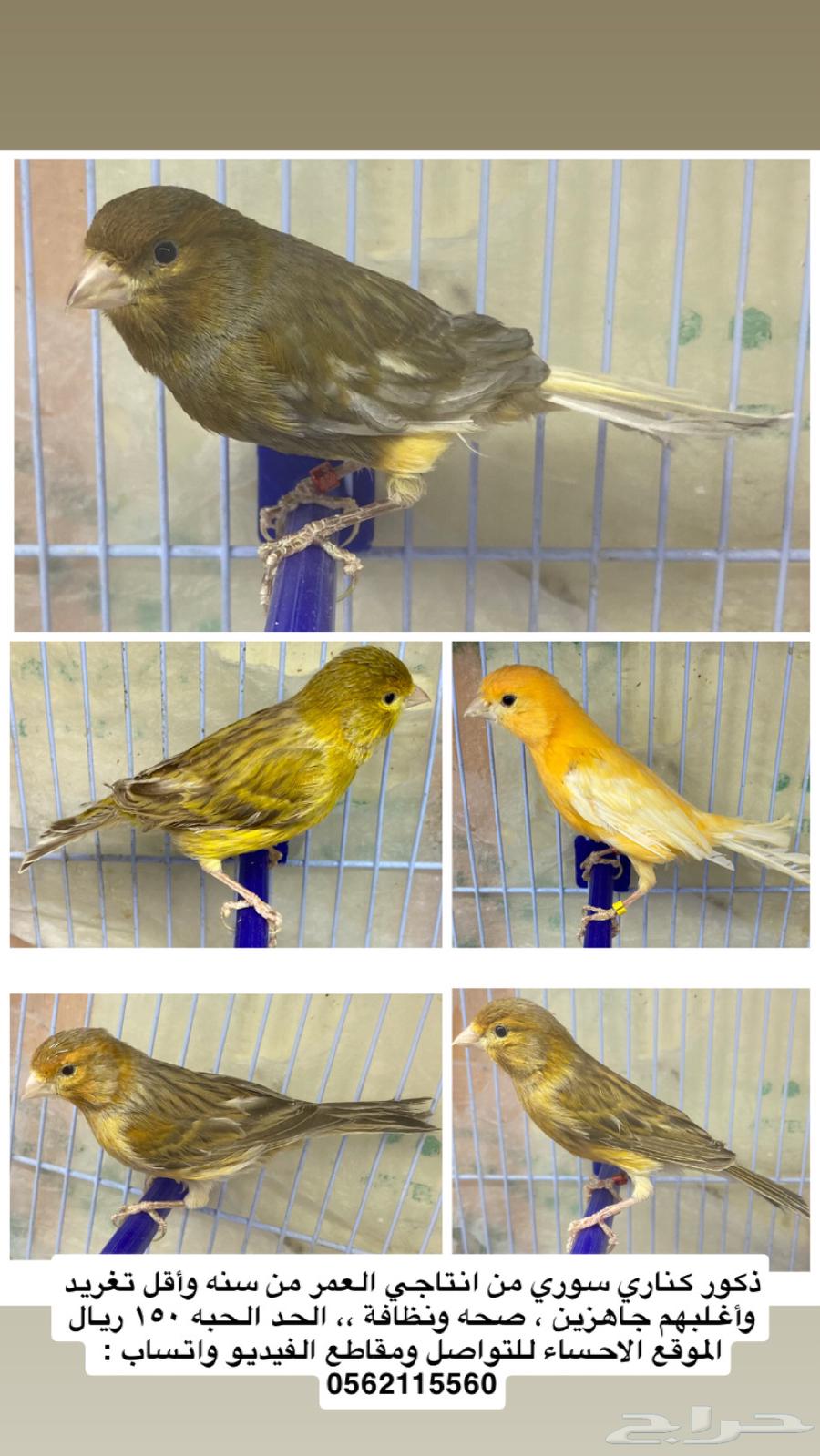 كناري (تم البيع تم البيع)64560066846081111
