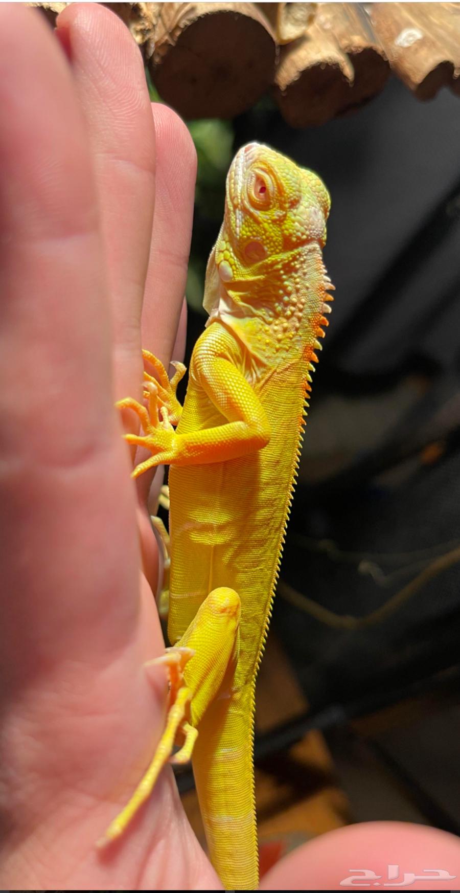 اقوانا صفرا البينو64553879364481110