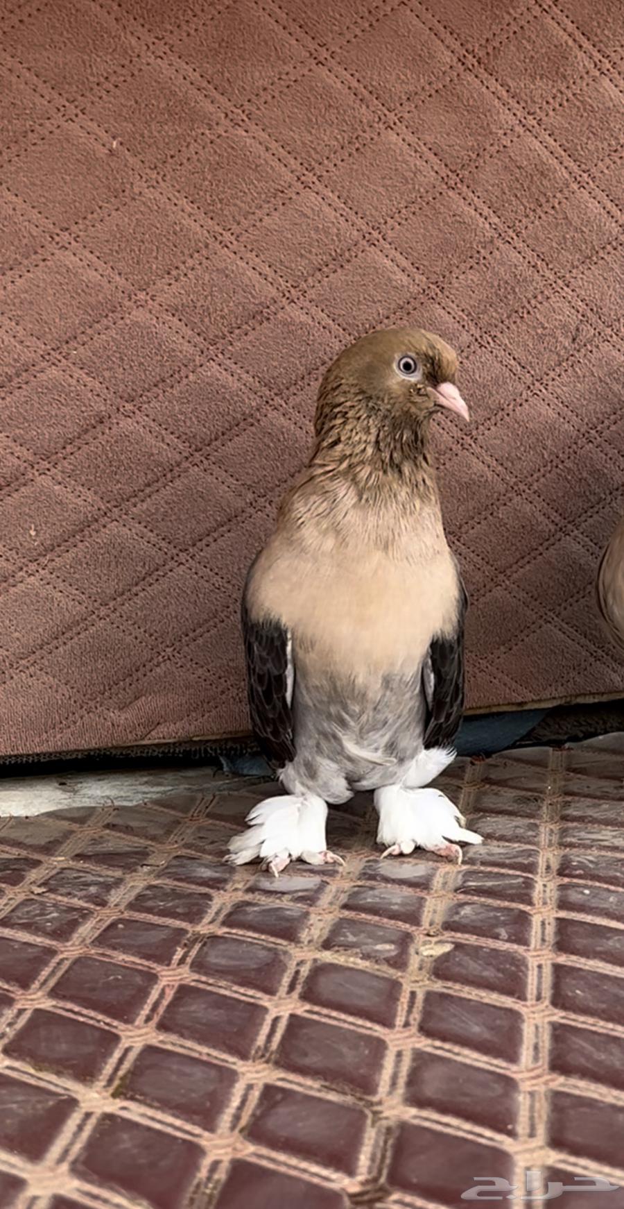 الاهل الفواخر والصنف الطيب جوز اورفلي فاخر64556356935554111