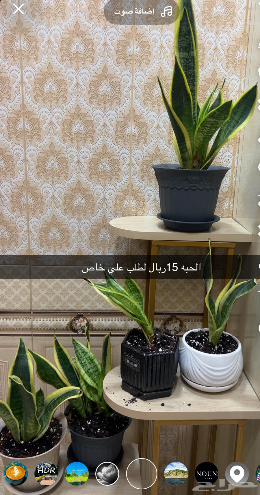 Indoor trees64554314676995111