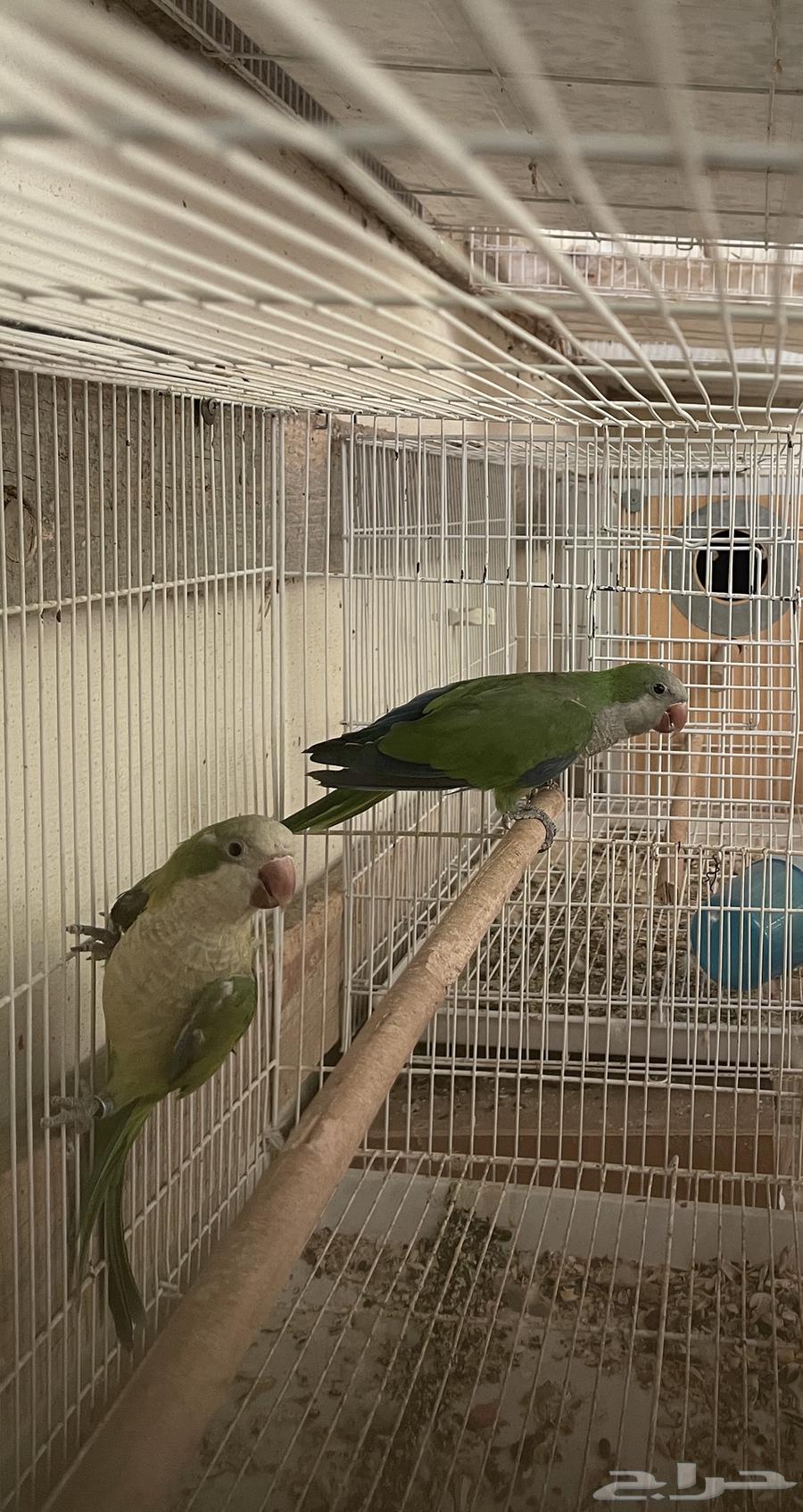 Quaker pair, product64558947051649111