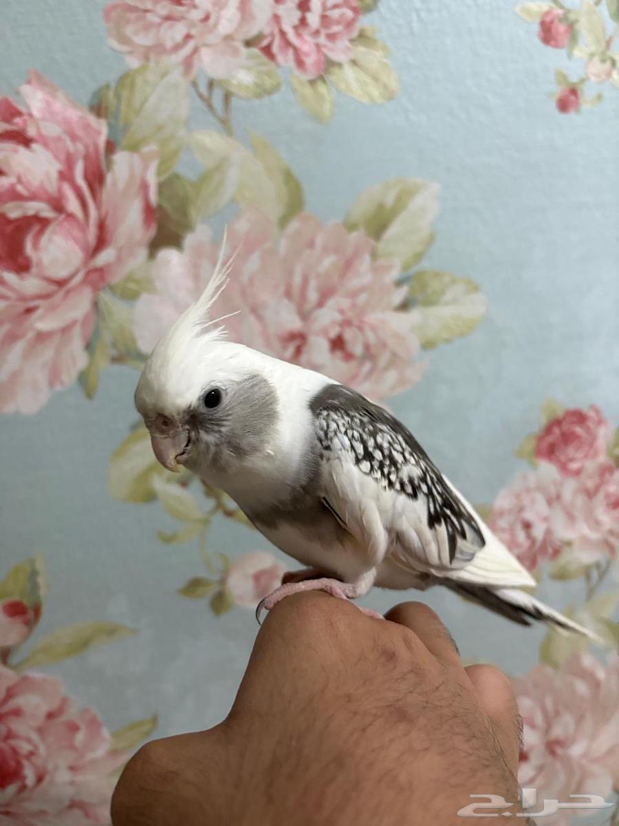 كروان  هولندي اليف )قد يكون ذكر)صحة 100   100  سعر 350 ريال64554314775171114