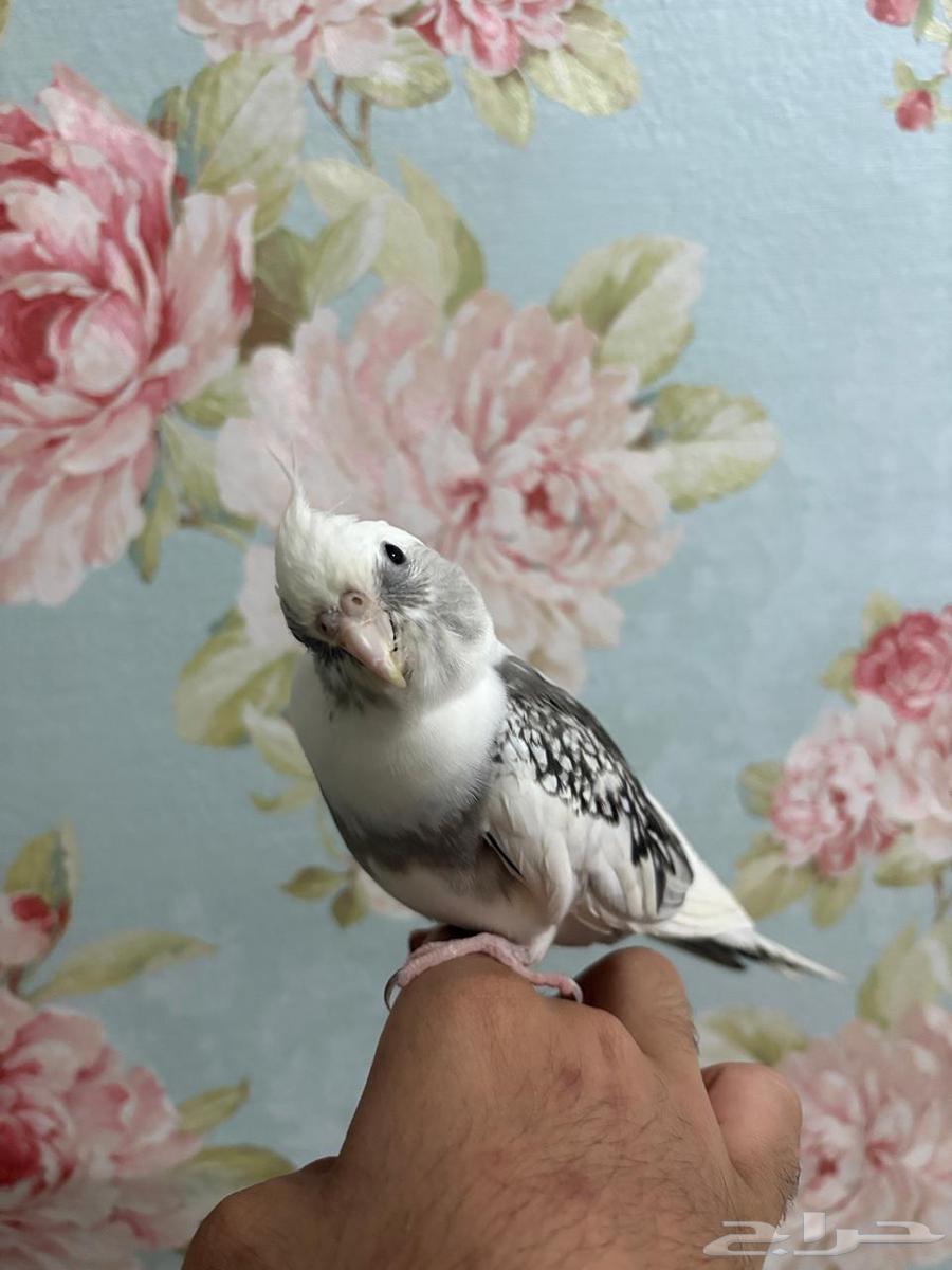 كروان  هولندي اليف )قد يكون ذكر)صحة 100   100  سعر 350 ريال64554314775171113