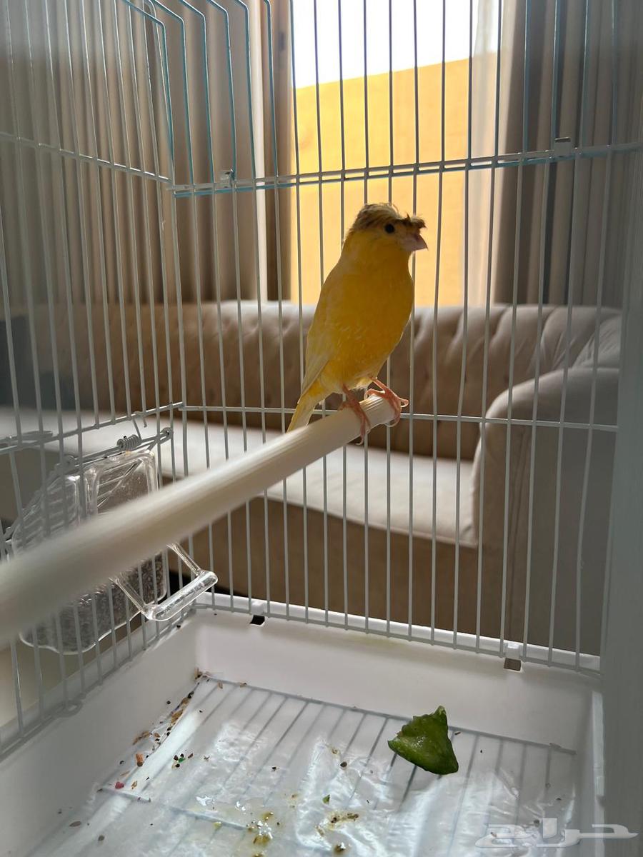 For sale Syrian Canary with crest64559393608833110