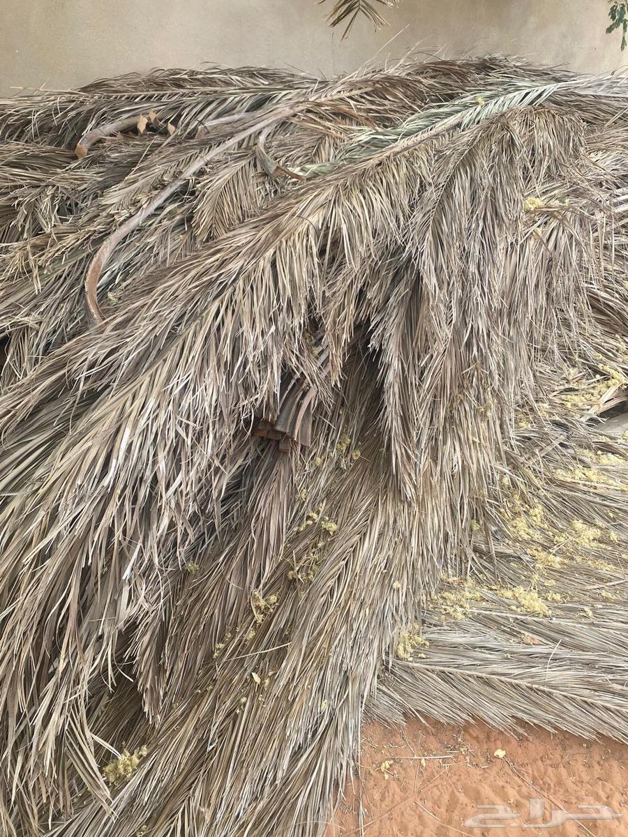 For sale date palm fronds in Shaqra64556370950914110