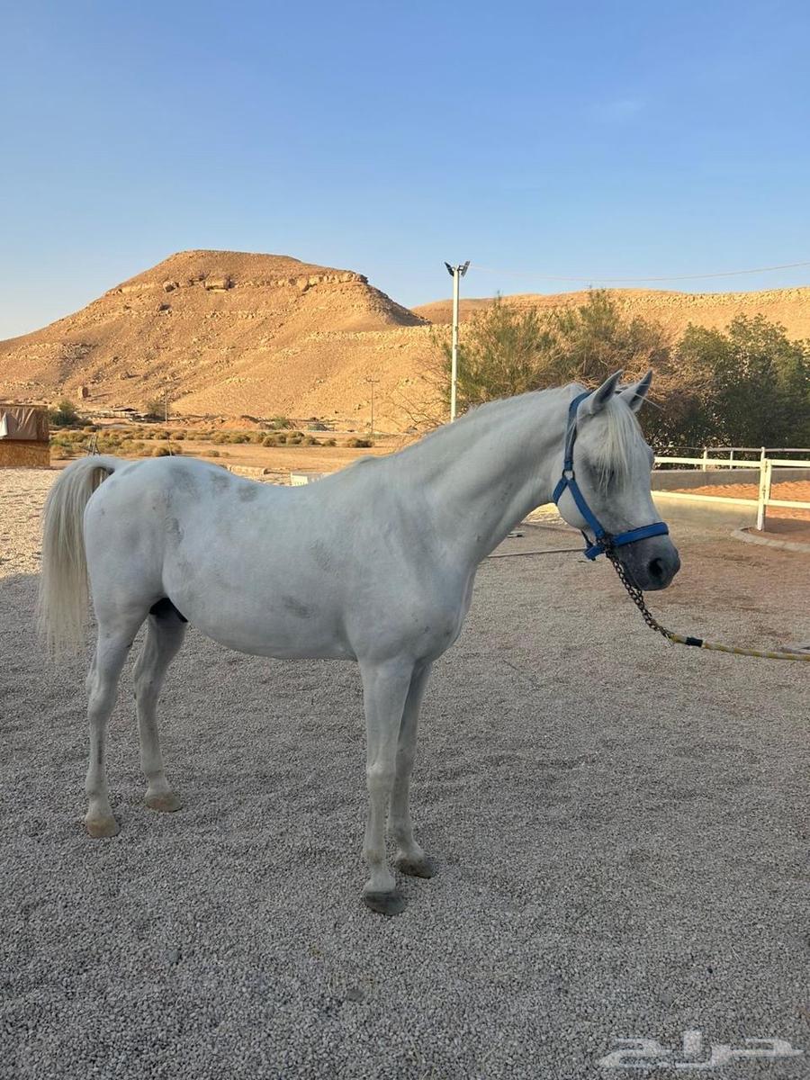 حصان عربي للبيع64557713010434113