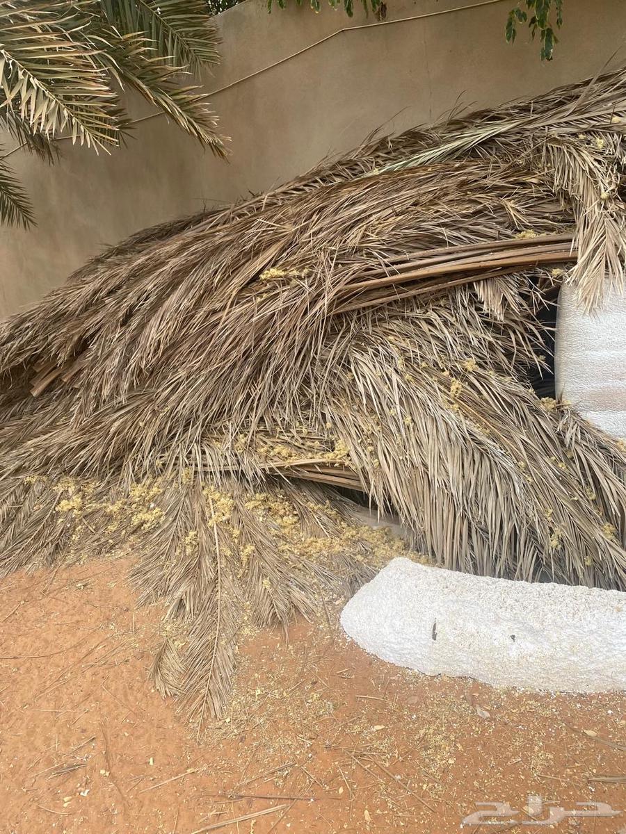 For sale date palm fronds in Shaqra64556370950914111
