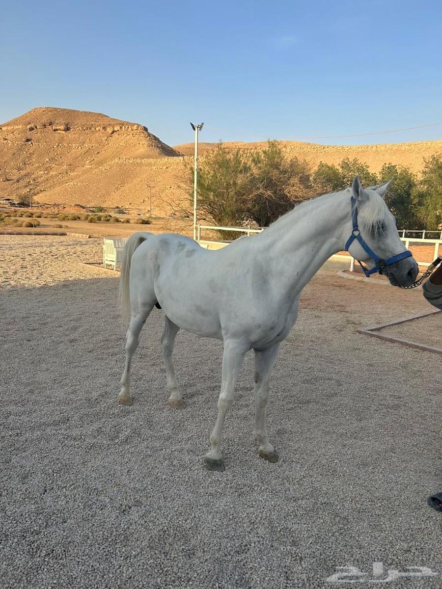 حصان عربي للبيع64557713010434111