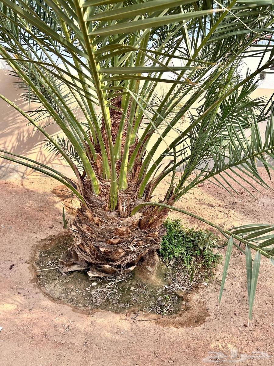 برنيه64562009682177110