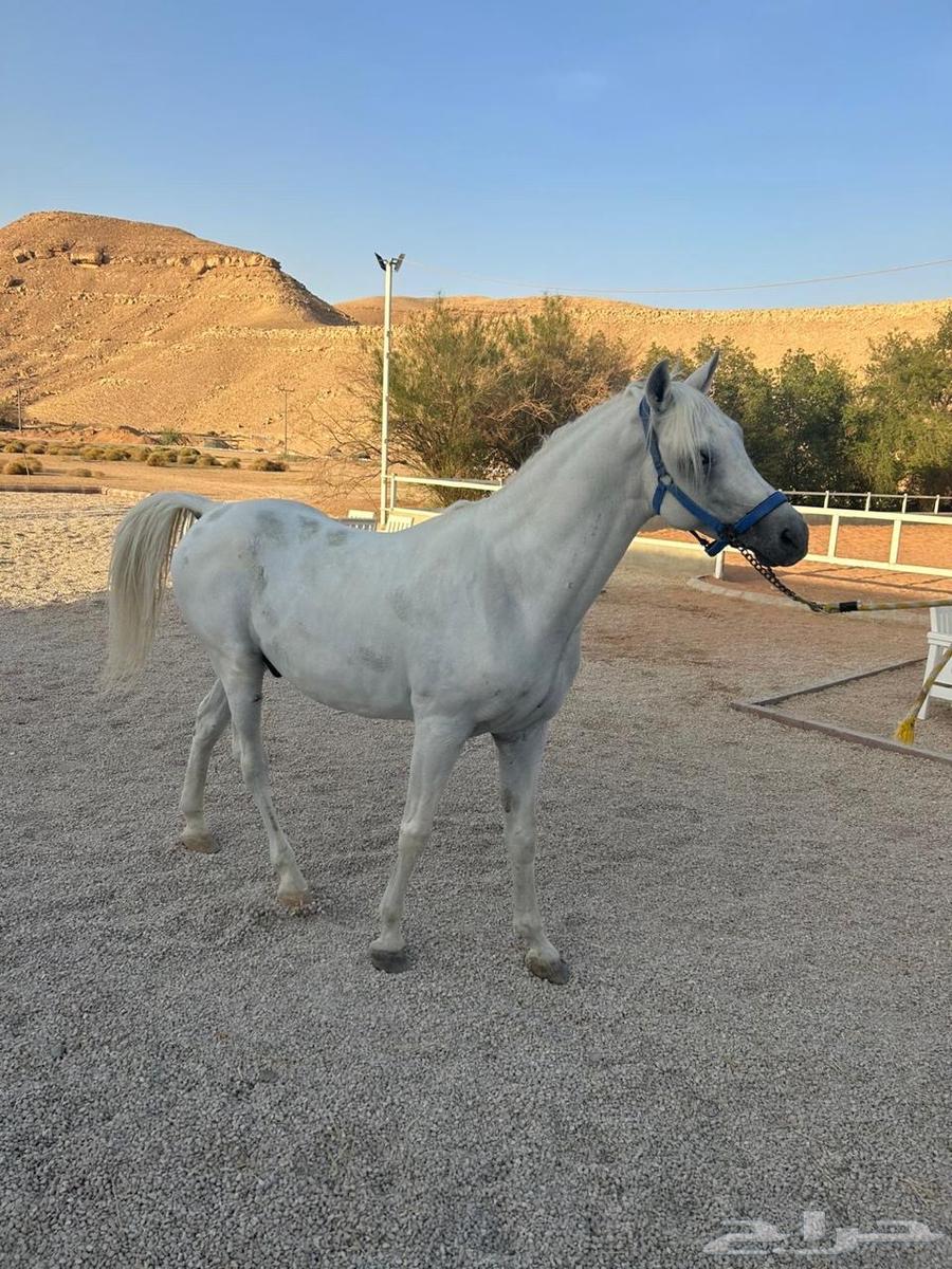 حصان عربي للبيع64557713010434114