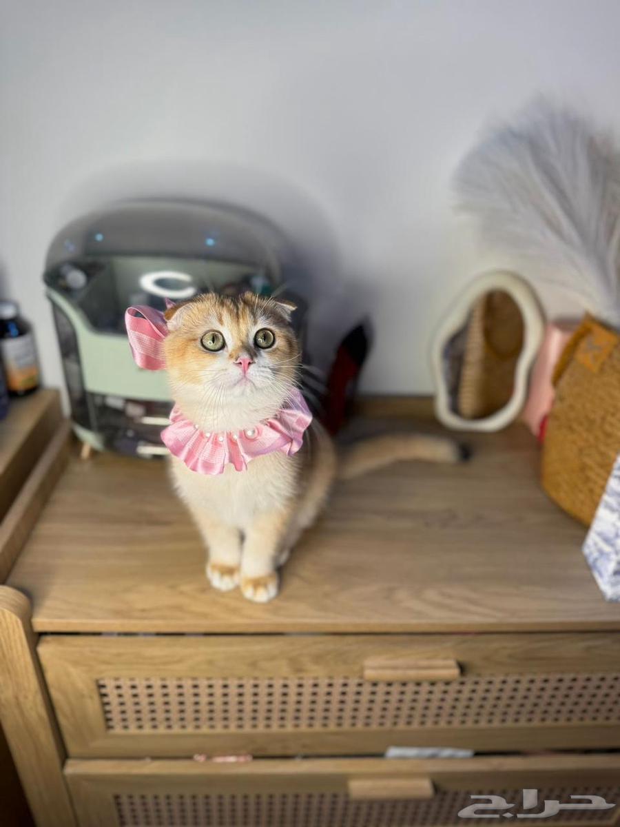 Scotch Fold64558987961986110