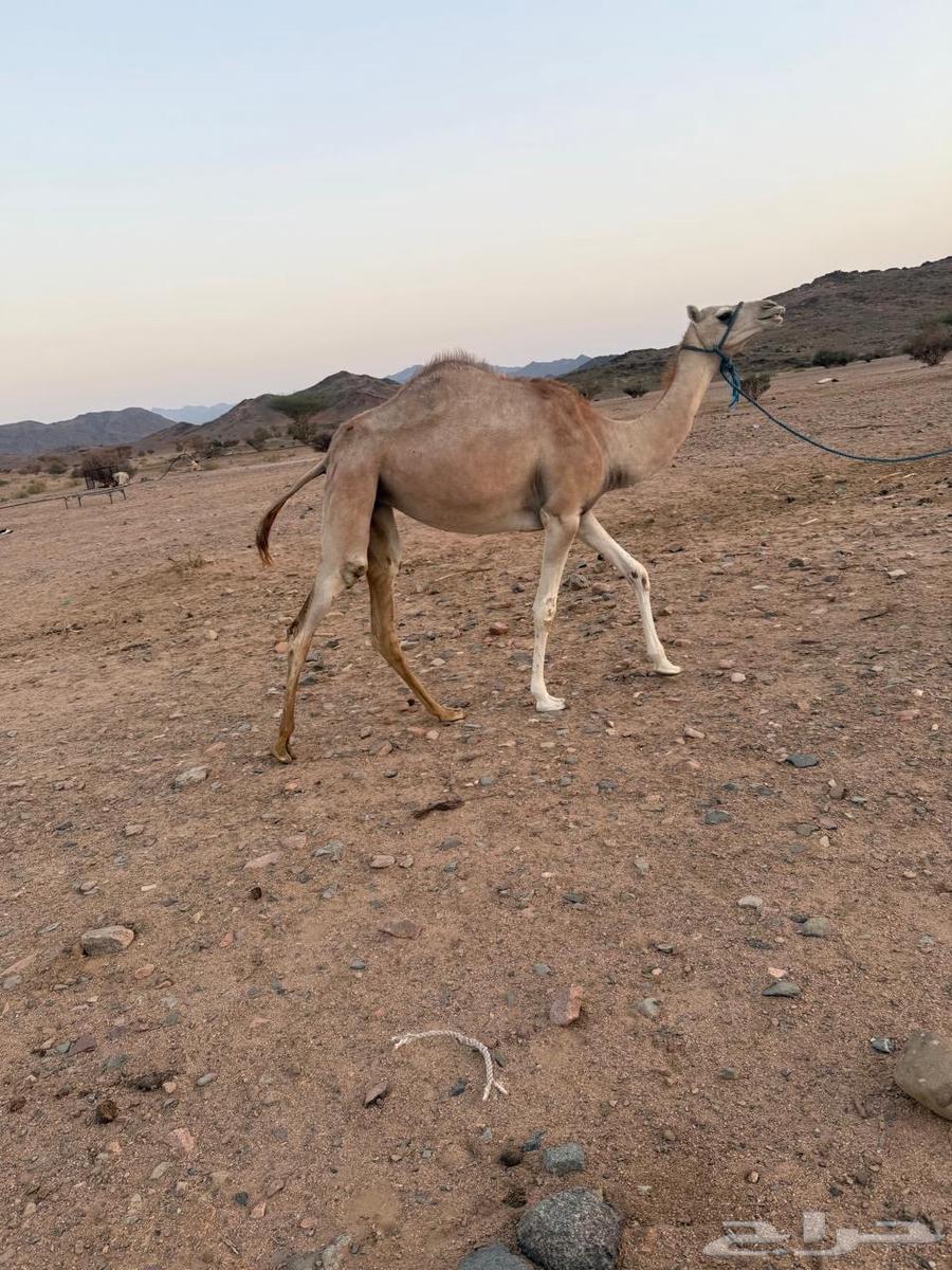 بكرة للبيع64551147505667111