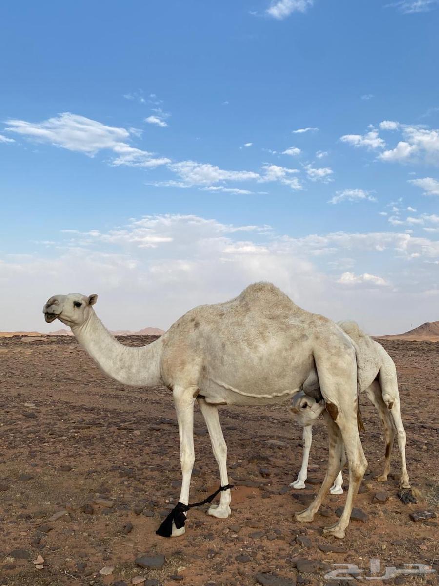 للبيع ناقه وبكار64556285516417112