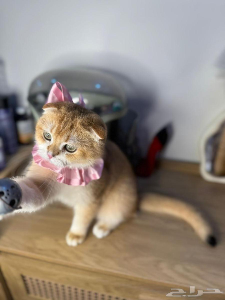 Scotch Fold64558987961986112