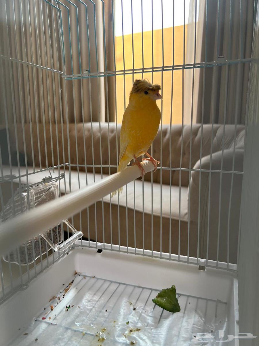 For sale Syrian Canary with crest64559393608833113