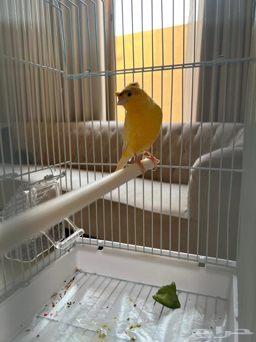 For sale Syrian Canary with crest64559393608833111