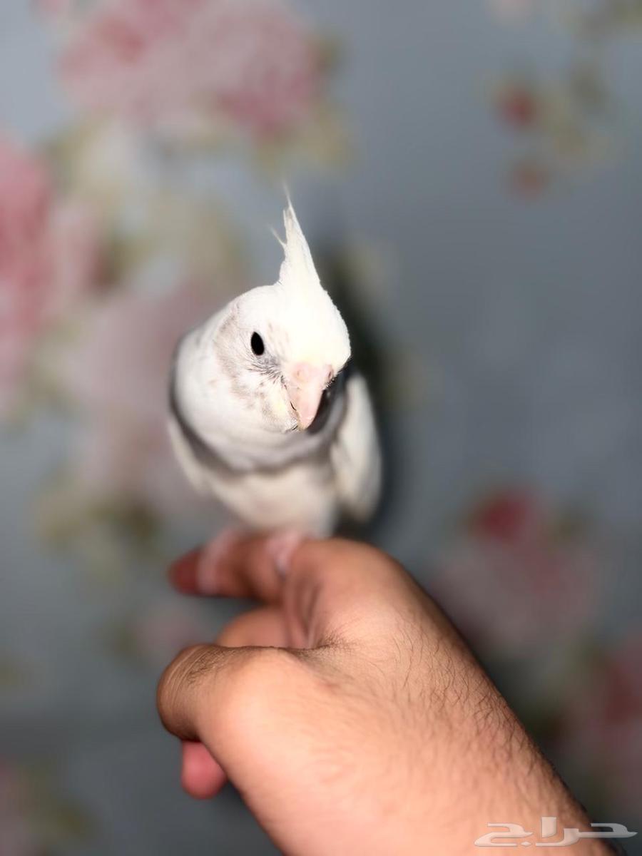 كروان  هولندي اليف )قد يكون ذكر)صحة 100   100  سعر 350 ريال64554314775171111