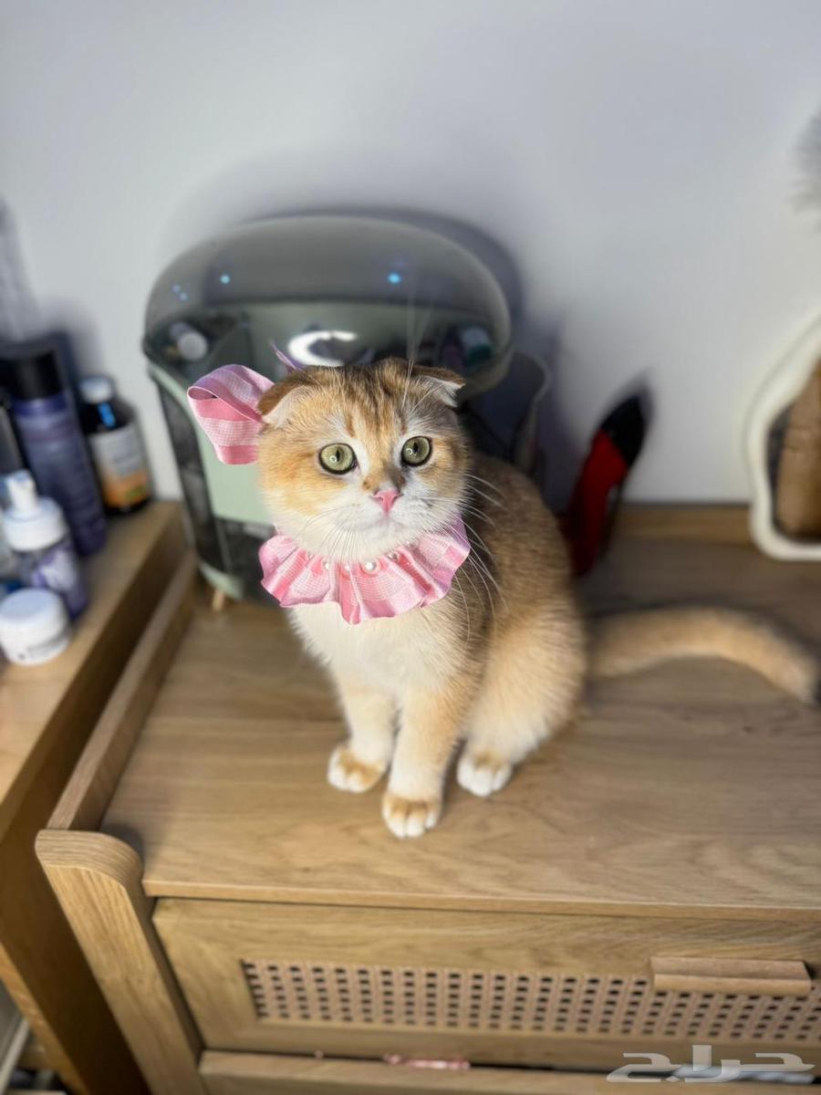 Scotch Fold64558987961986111