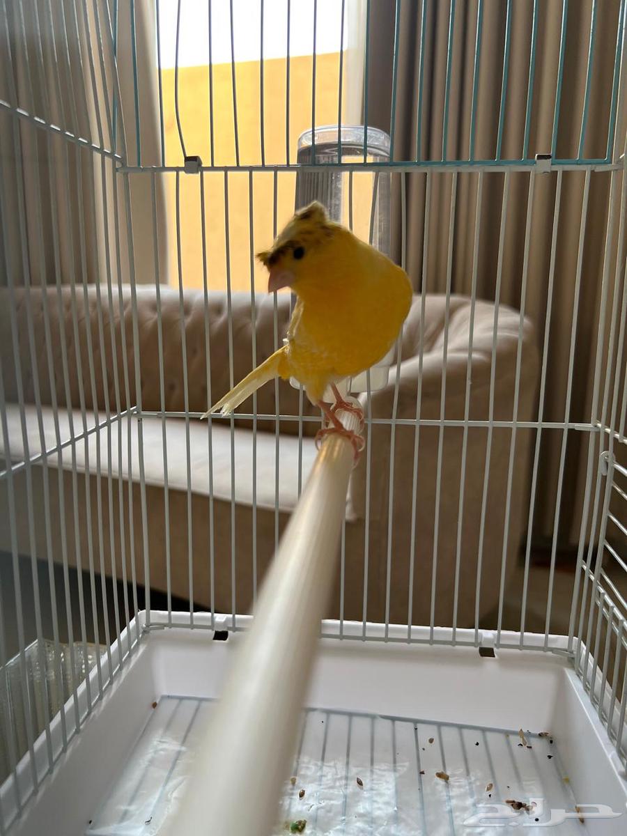 For sale Syrian Canary with crest64559393608833112
