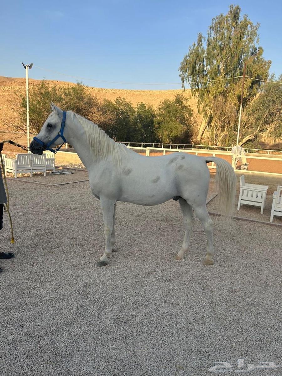 حصان عربي للبيع64557713010434112