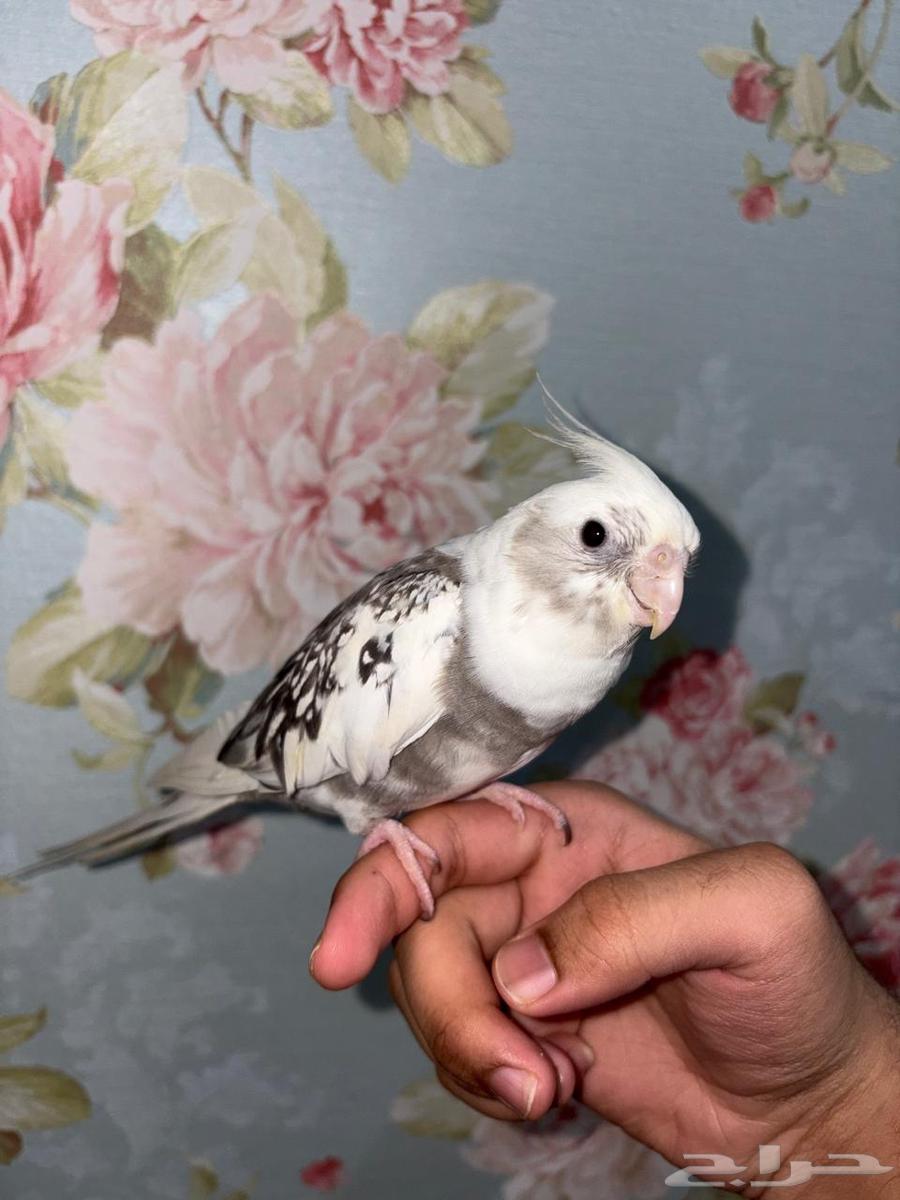 كروان  هولندي اليف )قد يكون ذكر)صحة 100   100  سعر 350 ريال64554314775171112