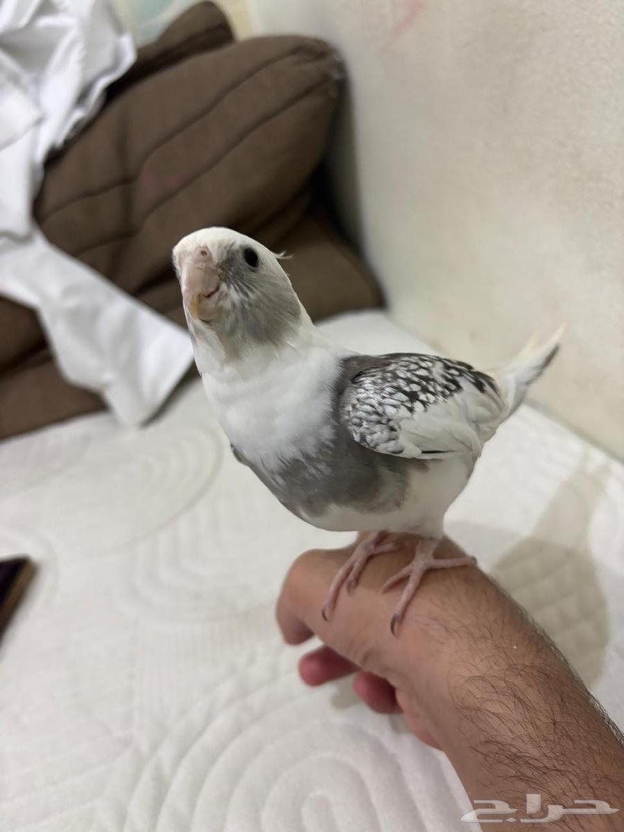 كروان  هولندي اليف )قد يكون ذكر)صحة 100   100  سعر 350 ريال64554314775171110