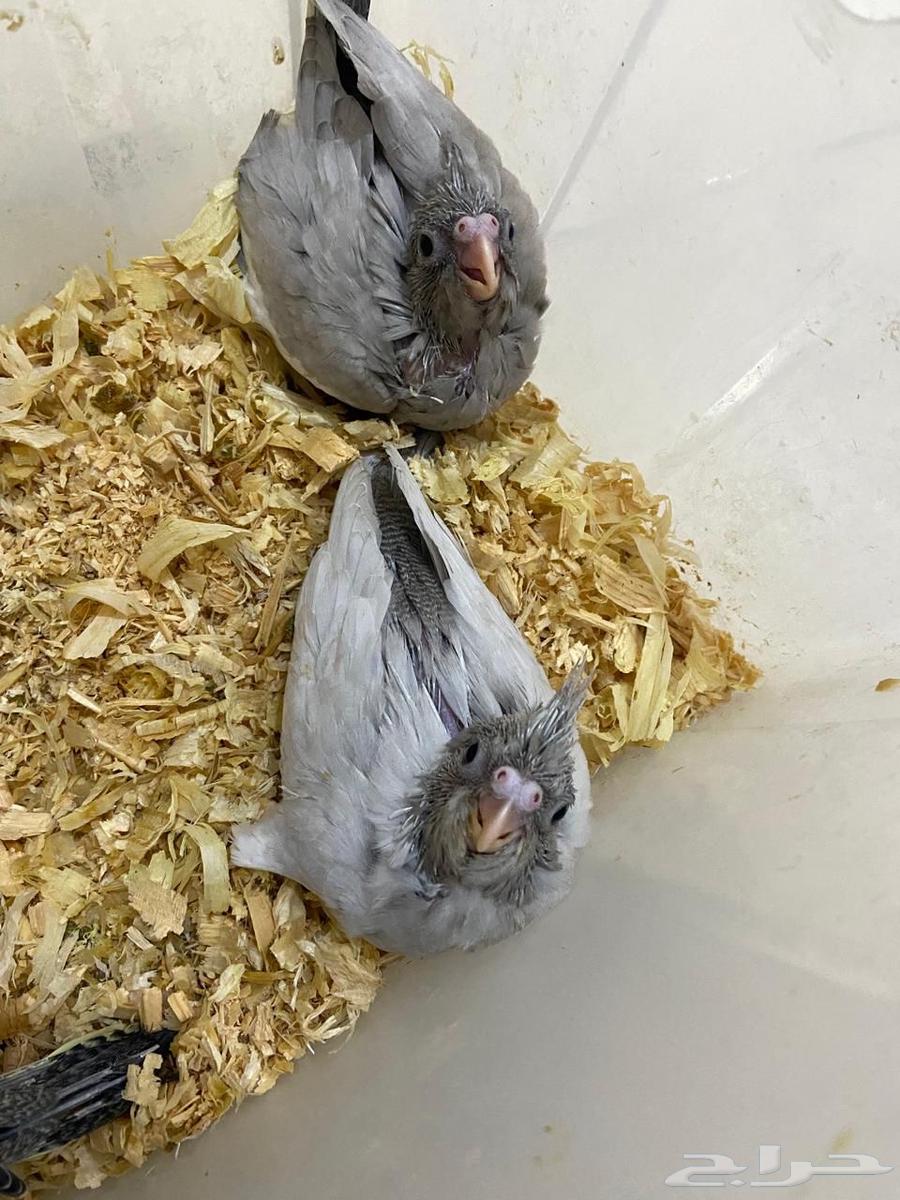 فروخ كروان اميرالد تم البيع64554593323779113