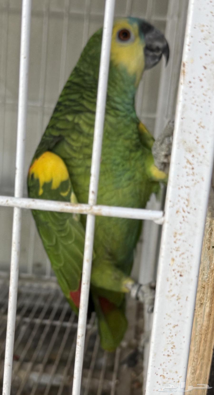 أمازون بلو فرونتد جاهز للإنتاج64555291610370114