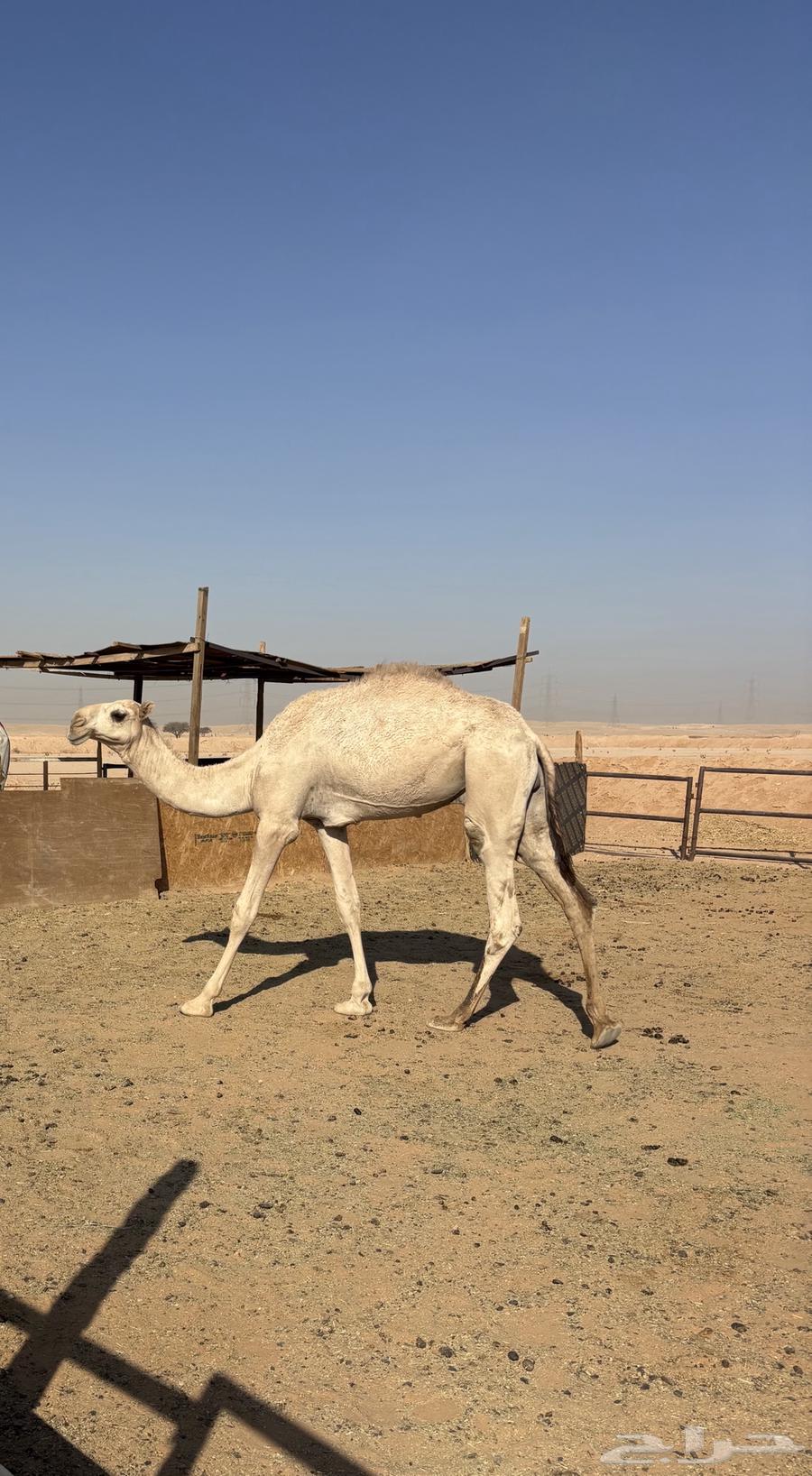 Qoood Ashqah64560066814593111