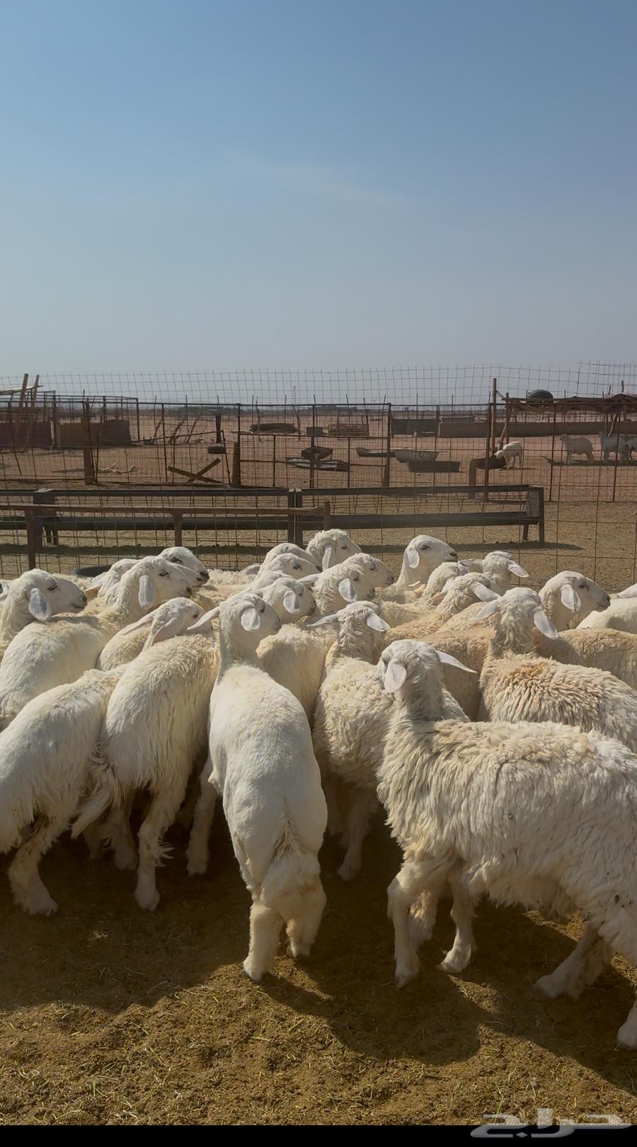 رخال جذعات طيبه64567378783745110