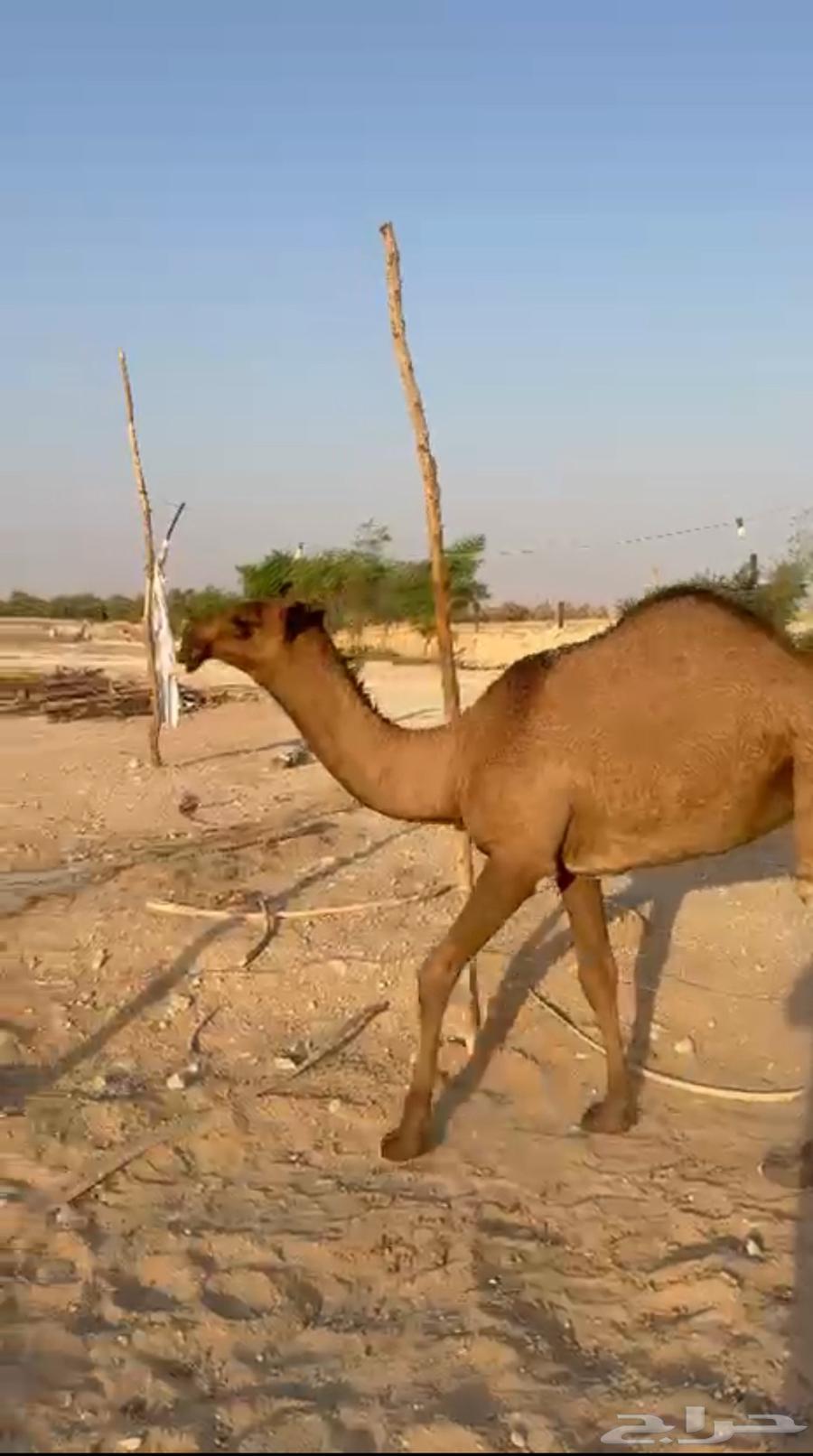 بكره صفرا64584883955330111