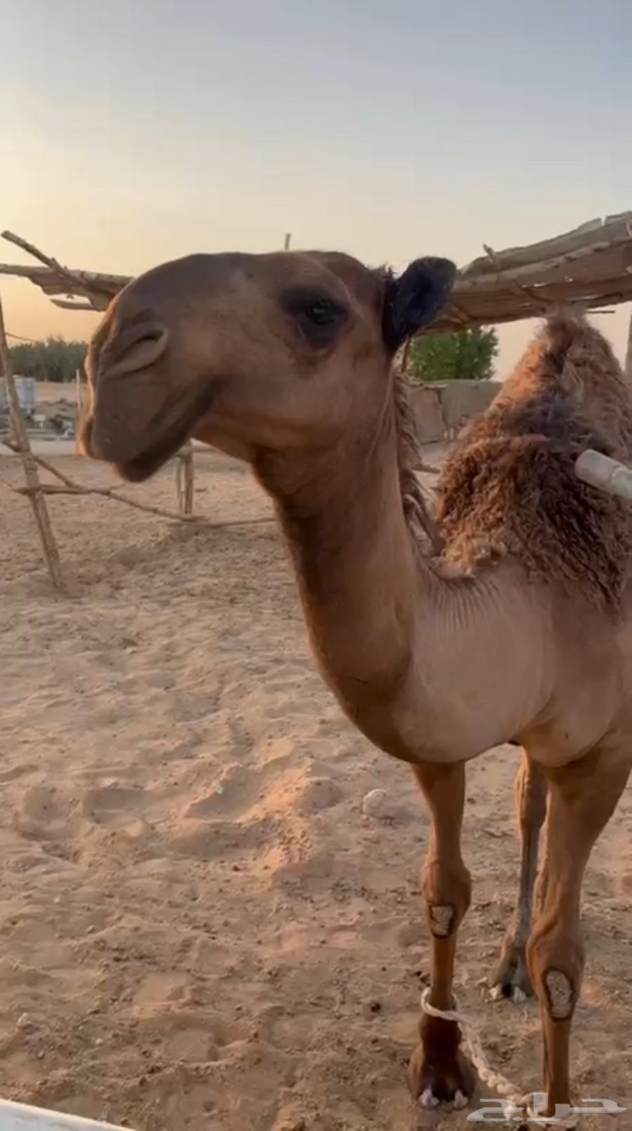 بكره صفرا64584883955330110