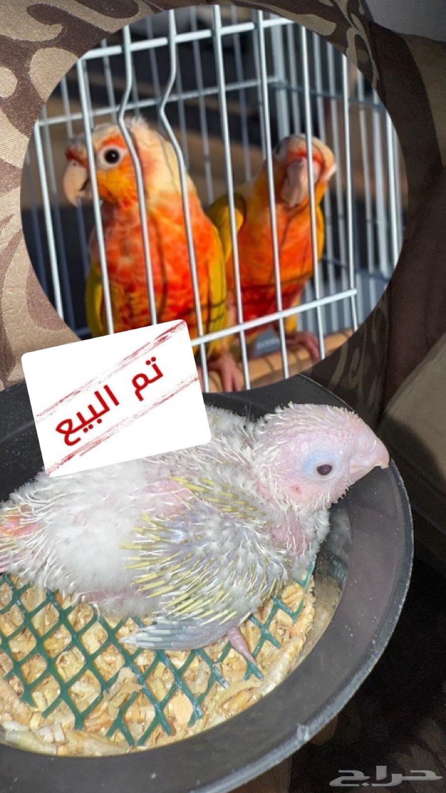 تم البيع فرخ كنيور صن شيك ريد فاكتور64418784306947110